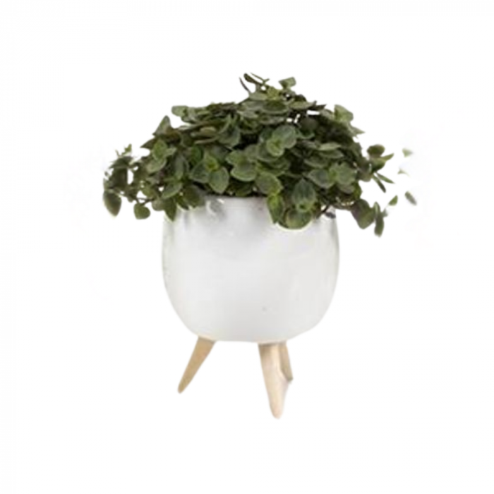 Plantă naturală de interior în ghiveci ceramic alb cu piciorușe de lemn v3 [1]