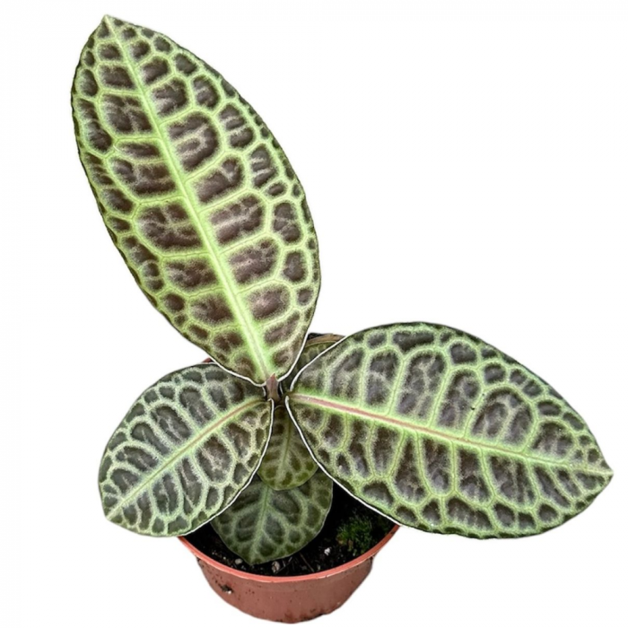 Labisia 'Turtle Back' [2]