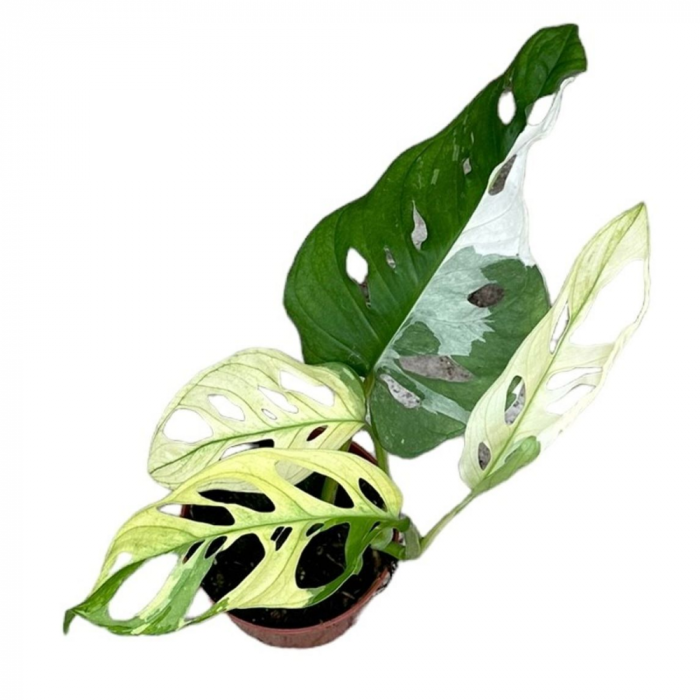 Monstera adansonii 'Variegata' [2]