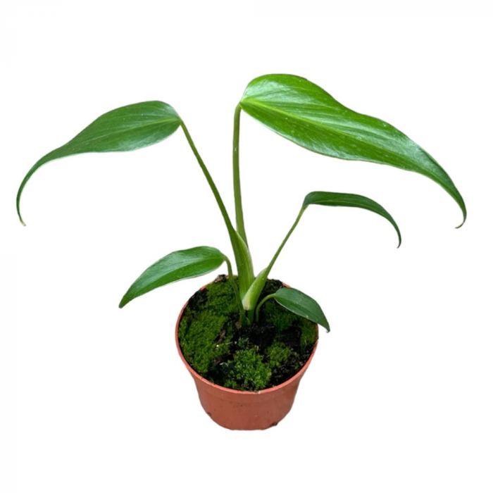 Monstera 'Burle Marx Flame' [3]