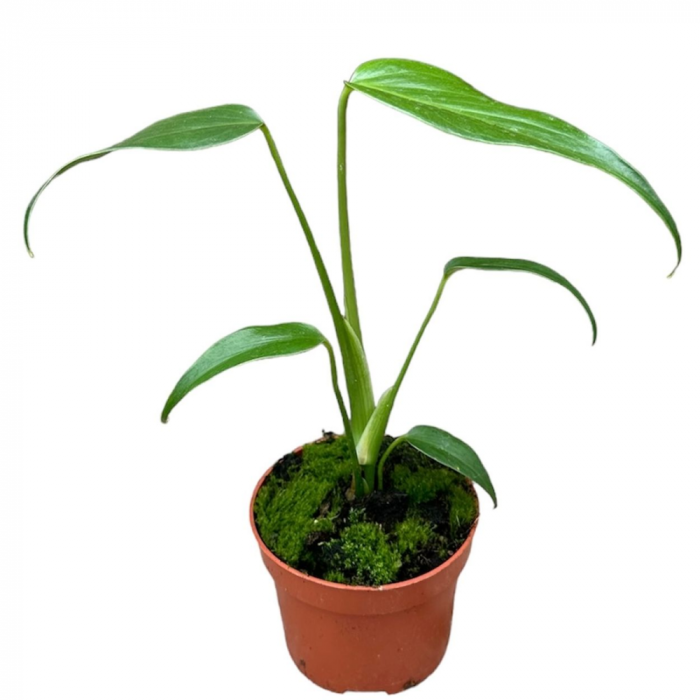 Monstera 'Burle Marx Flame' [2]