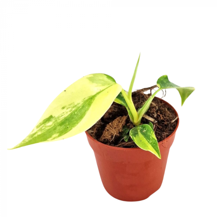 Philodendron Florida Beauty [1]