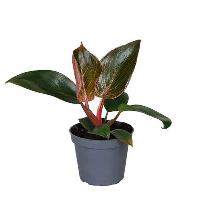 Philodendron Pink Bikini – frunze colorate în ghiveci D9 [1]