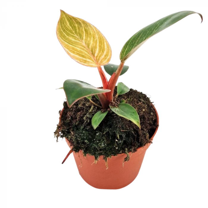 Philodendron Pink Bikini – frunze colorate în ghiveci D9 [1]