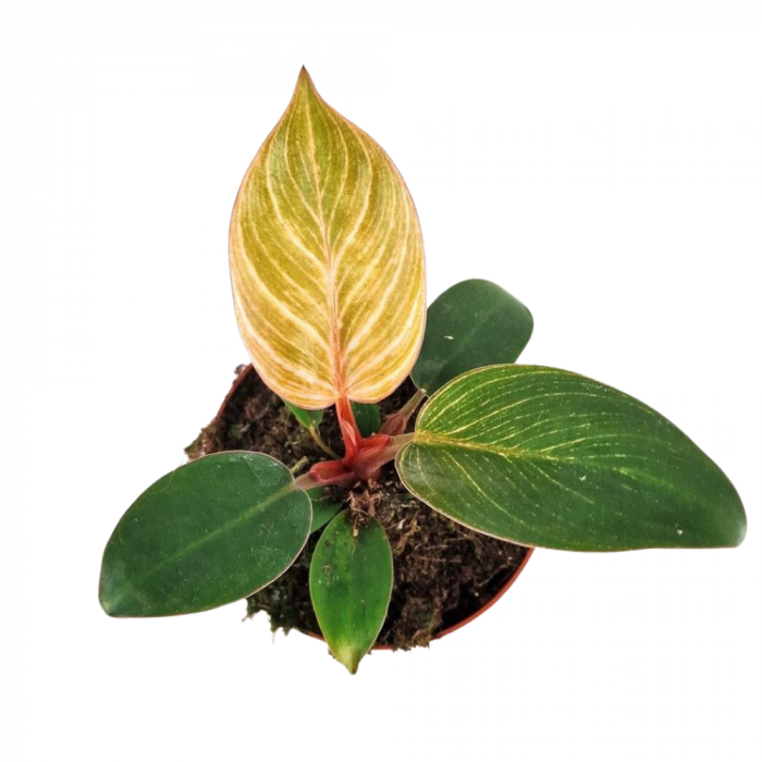 Philodendron Pink Bikini – frunze colorate în ghiveci D9 [2]