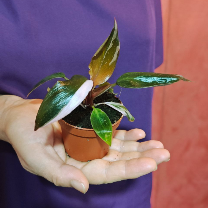 Philodendron Pink Princess – frunze verzi cu pete roz în ghiveci [2]