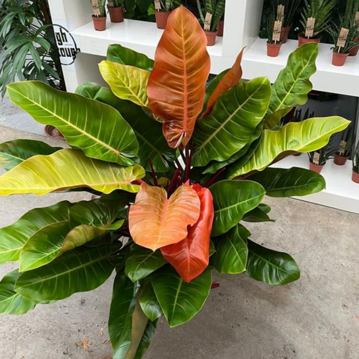 Philodendron 'Prince of Orange' [1]