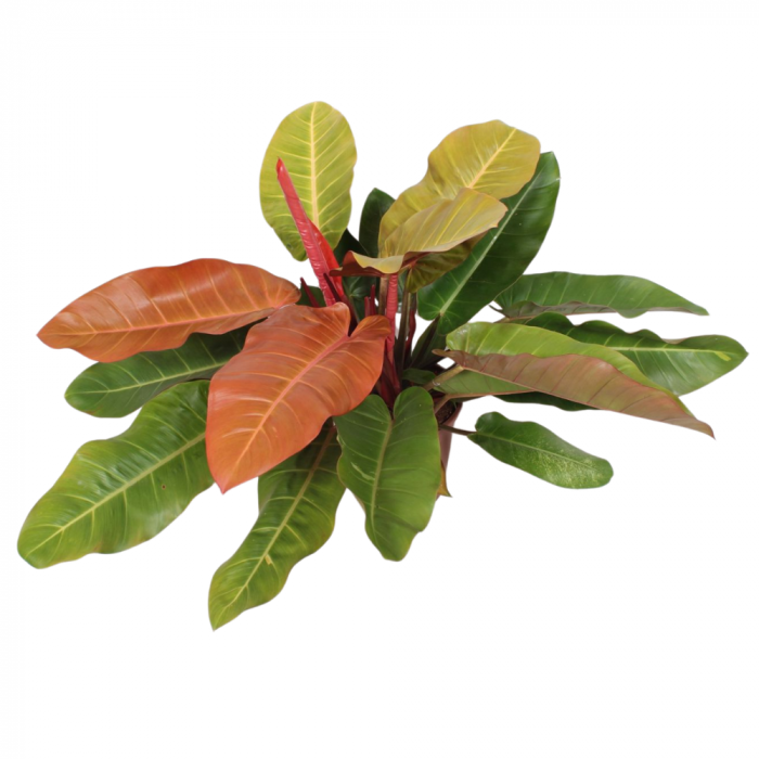 Philodendron 'Prince of Orange' [4]