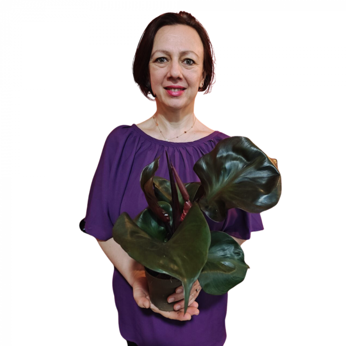 Philodendron 'Red Sun' [2]