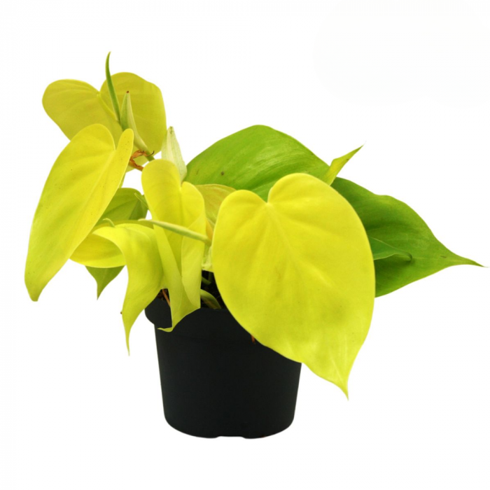 Philodendron Micans Lime în ghiveci, plantă de interior cu frunze verzi catifelate. [1]