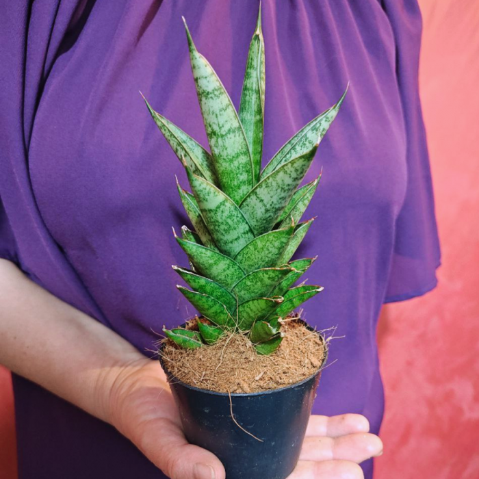 Sansevieria Starshooter în ghiveci - frunze cilindrice evantai [2]