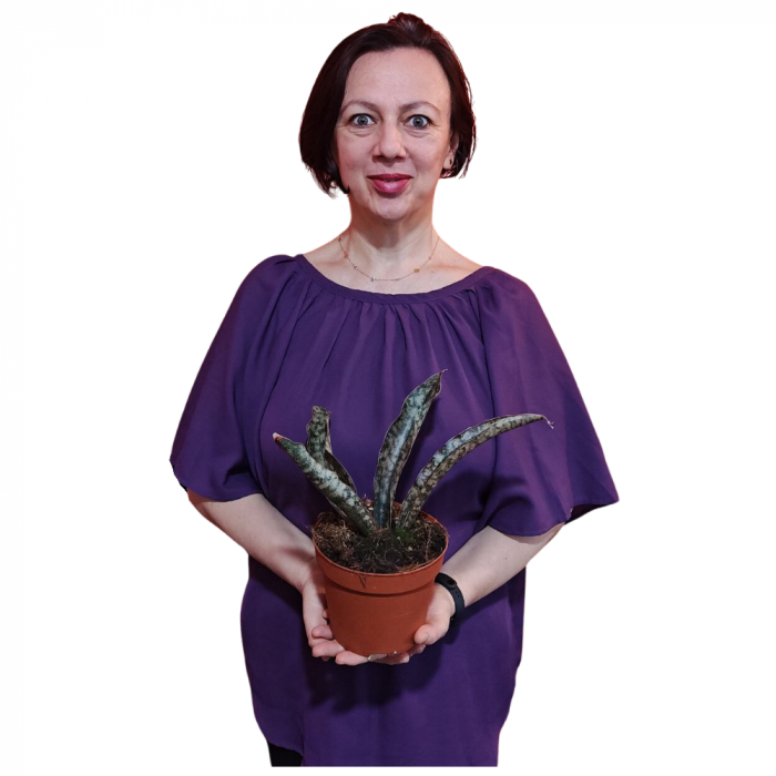 Sansevieria Kirkii 'Coppertone' [2]