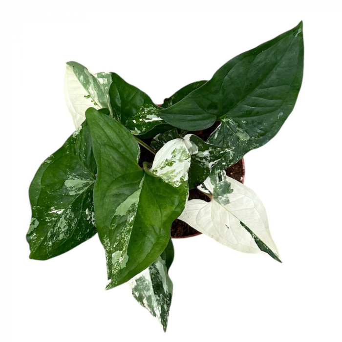 Syngonium podophyllum 'Albo Variegatum' [2]