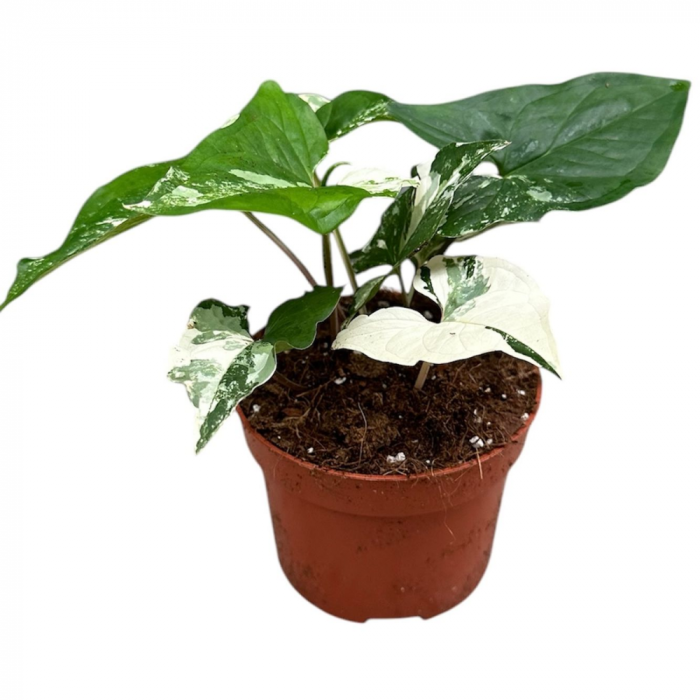 Syngonium podophyllum 'Albo Variegatum' [1]