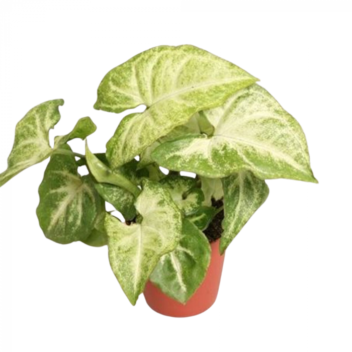 Syngonium White Butterfly [1]