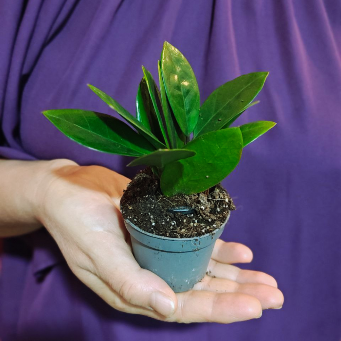 Zamioculcas zamiifolia [2]