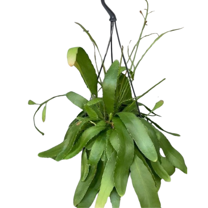 Pseudorhipsalis ramulosa Red Coral - suculenta curățătoare cu tulpini roșii spectaculoase [2]