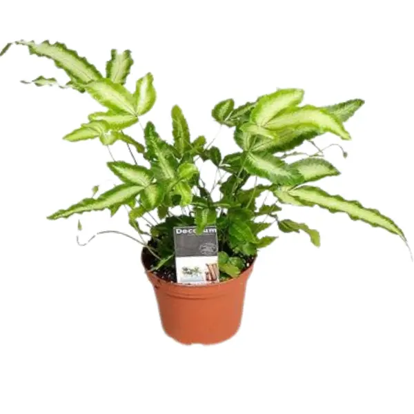 Pteris Cretica Albolineata în ghiveci - frunze variegate verzi cu alb [1]