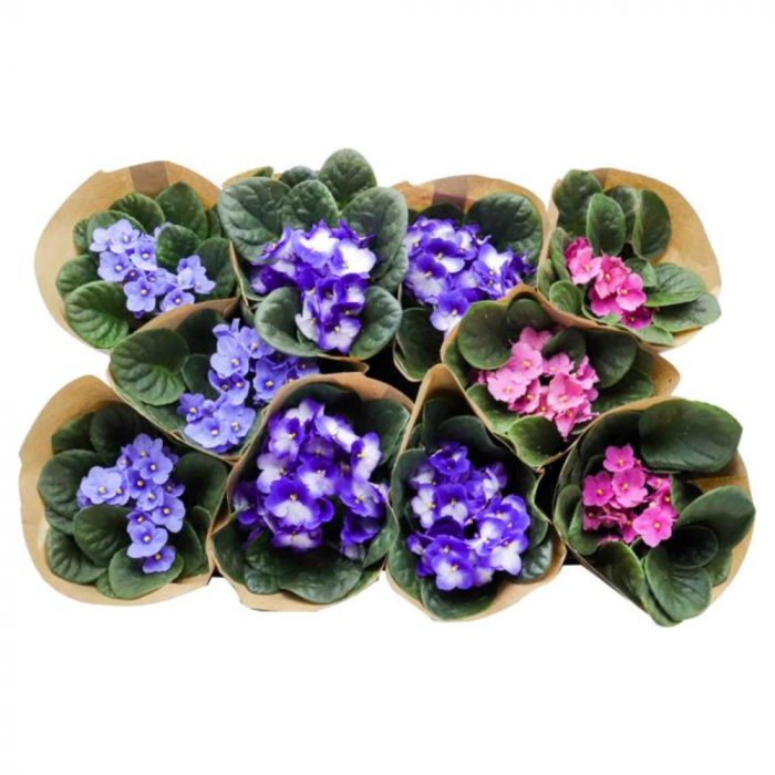 Saintpaulia ionantha flori diverse culori [2]