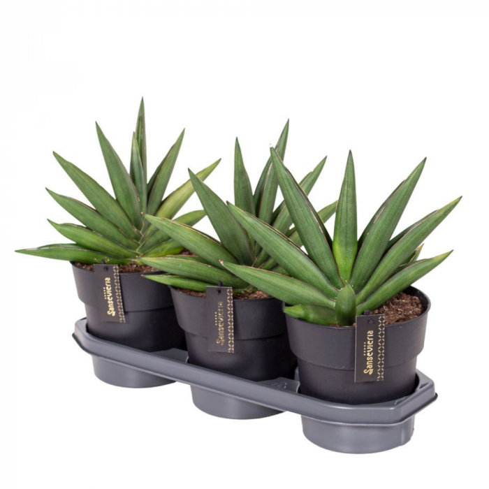 Sansevieria 'Almond Jade' [2]