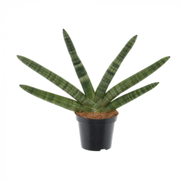 Sansevieria cylindrica 'Skyline' [1]