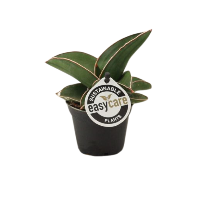 Sansevieria ehrenbergii Samurai [1]