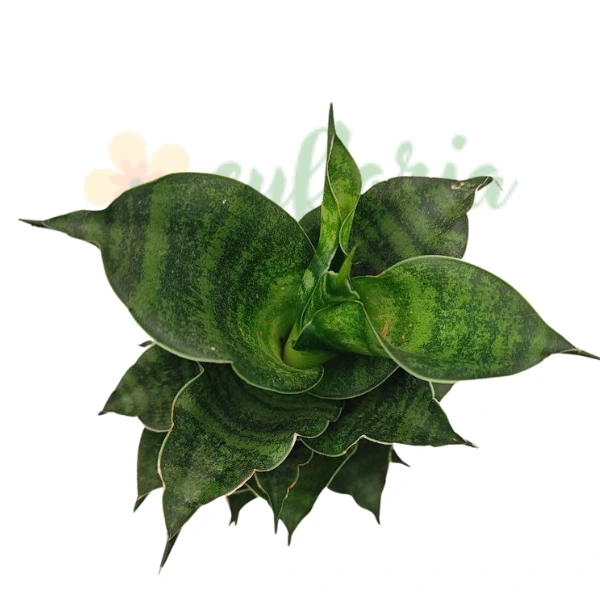 Sansevieria Mahanakorn în ghiveci – frunze lungi, verzi spiralate [4]