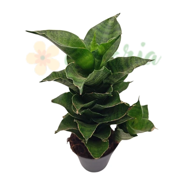 Sansevieria Mahanakorn în ghiveci – frunze lungi, verzi spiralate [3]