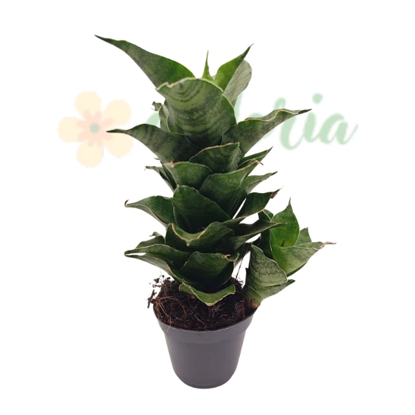 Sansevieria Mahanakorn în ghiveci – frunze lungi, verzi spiralate [2]