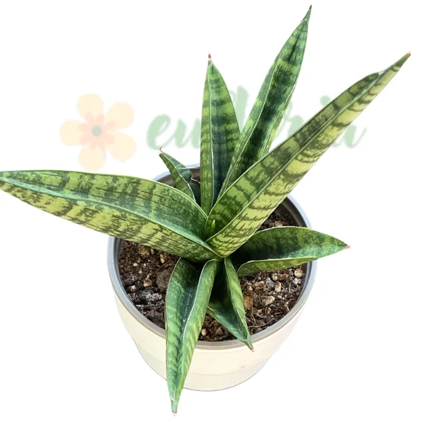 Cumpără Sansevieria 'Marsha Anjani' — Plantă Șarpe Rară în Formă de Evantai [3]