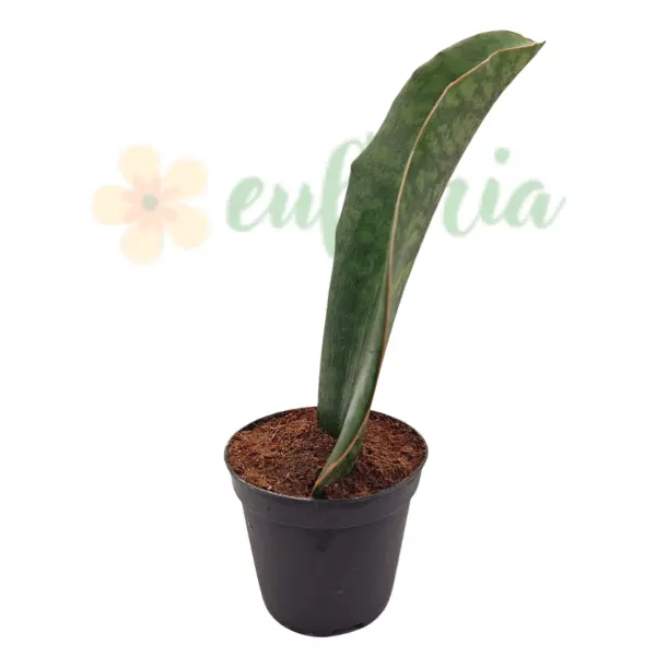 Sansevieria Whale Fin în ghiveci - frunză lată unică [4]