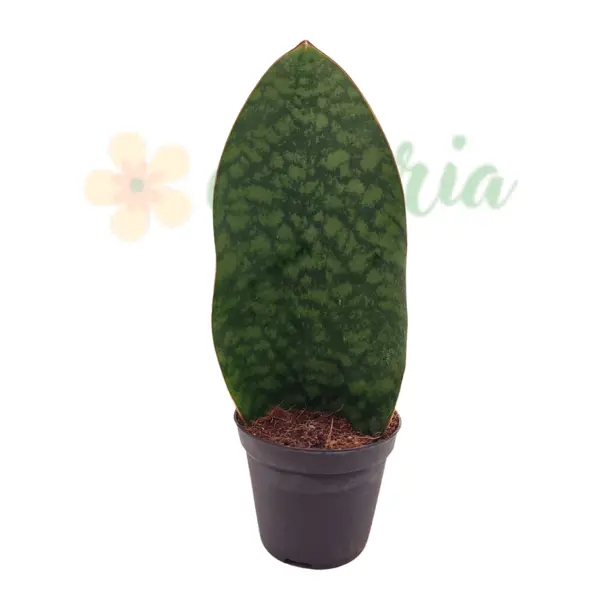 Sansevieria Whale Fin în ghiveci - frunză lată unică [6]