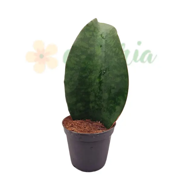 Sansevieria Whale Fin în ghiveci - frunză lată unică [3]