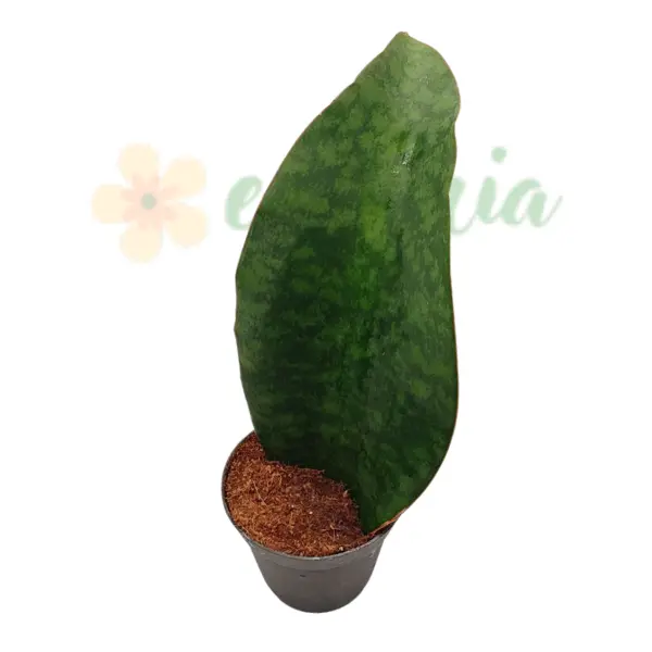 Sansevieria Whale Fin în ghiveci - frunză lată unică [5]