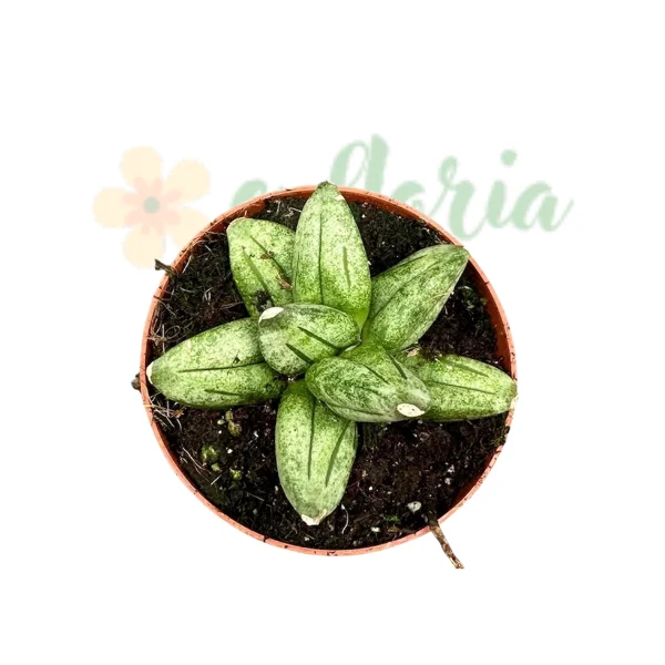 Sansevieria 'Pyramid Crown' — Plantă de Interior Minimalistă Sculpturală [3]