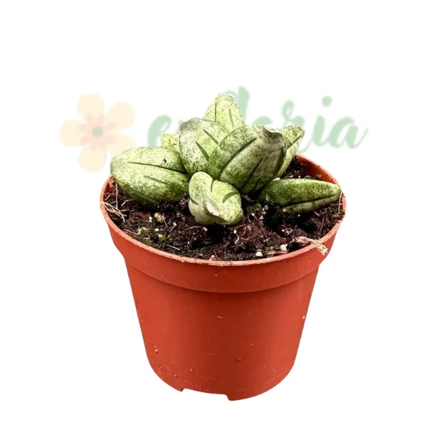 Sansevieria 'Pyramid Crown' — Plantă de Interior Minimalistă Sculpturală [2]