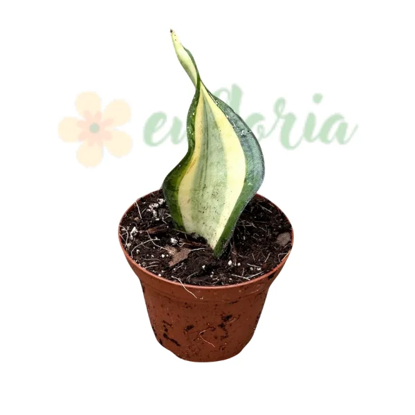 Sansevieria 'Wendy Yellow' (Golden Wendy) — Plantă Șarpe Bird's Nest Variegată [2]