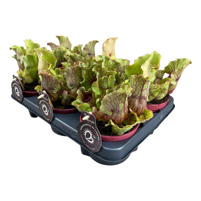 Sarracenia purpurea venosa Clementina - carnivorous pitcher plant with lime green pitchers and red veins [2]