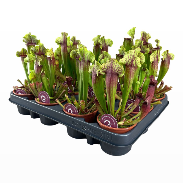Sarracenia x mitchelliana D8.5cm — hibrid carnivor [2]