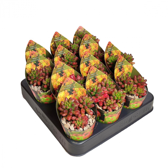Sedum x rubrotinctum [2]