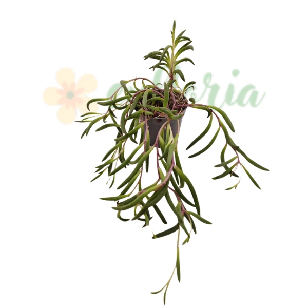 Senecio herreianus 'Purple Flush' [3]