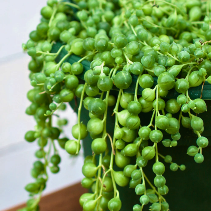 Senecio rowleyanus — pendant stems with green spherical pearls, string of pearls in Eufloria pot [2]