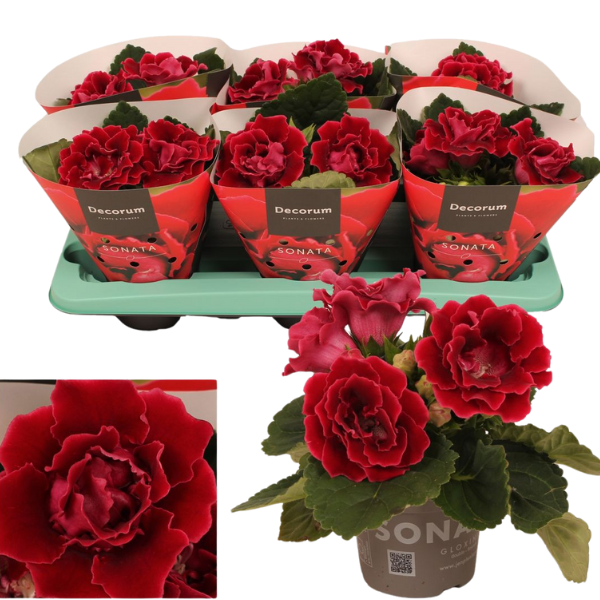 Sinningia 'Sonata Red' [2]