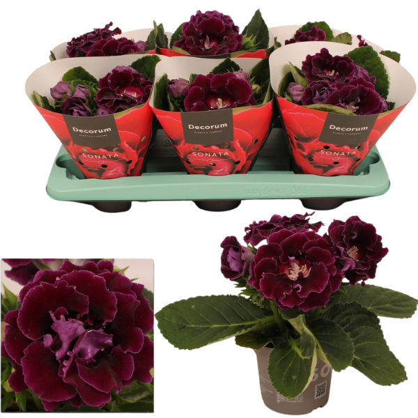 Sinningia 'Sonata Violet' [2]