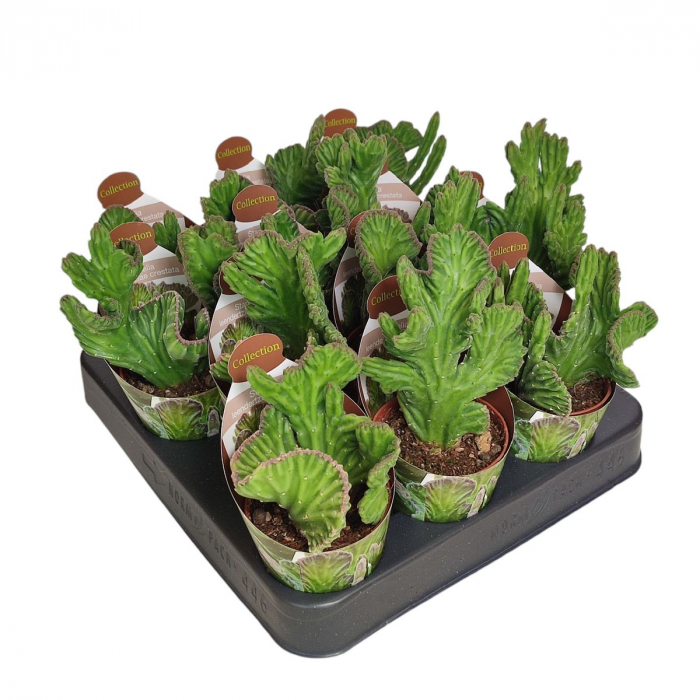 Stapelia leendertziae cristata [2]