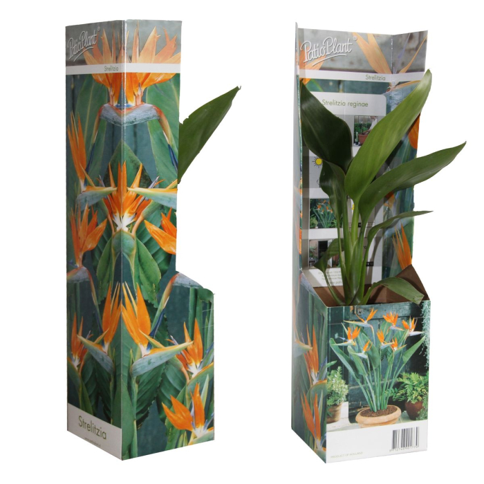 Strelitzia reginae (Pasărea paradisului) D9cm [3]