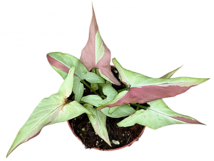Syngonium 'Orm Nagpum Variegata' [2]