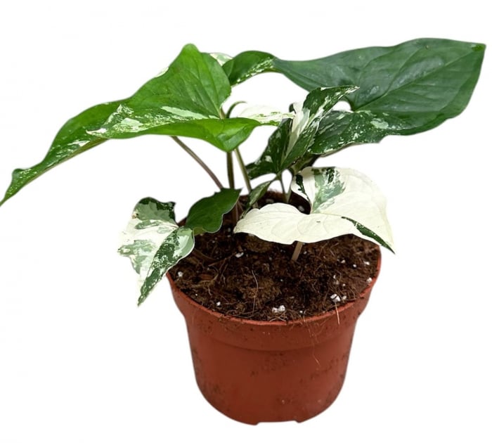 Syngonium podophyllum 'Albo Variegatum' [2]