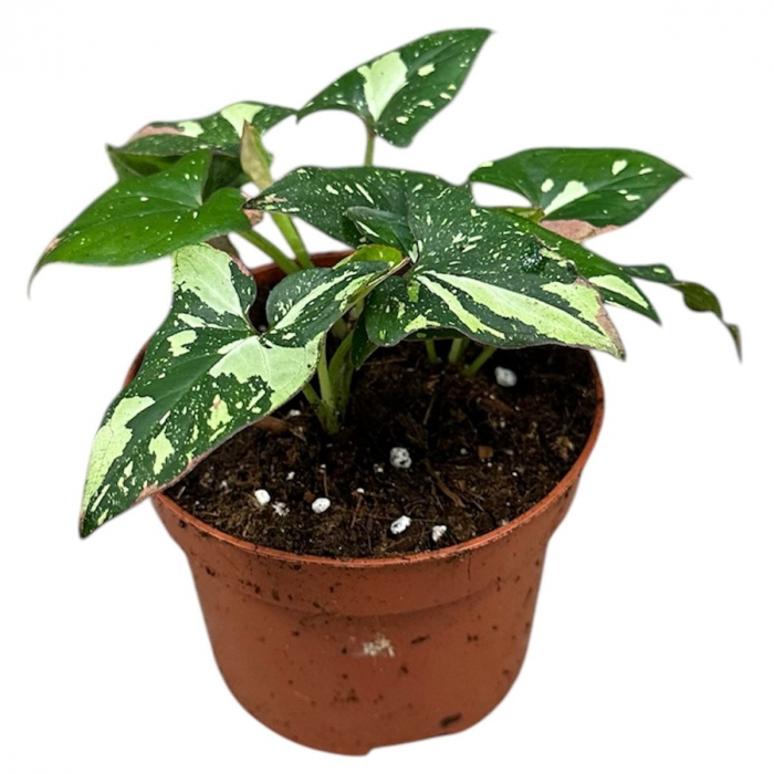Syngonium Red Spot Tricolor [1]