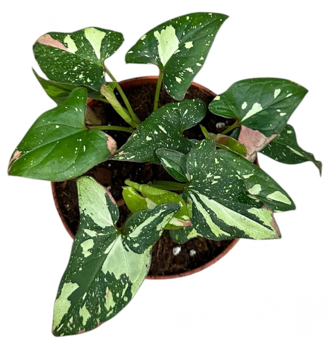 Syngonium Red Spot Tricolor [2]